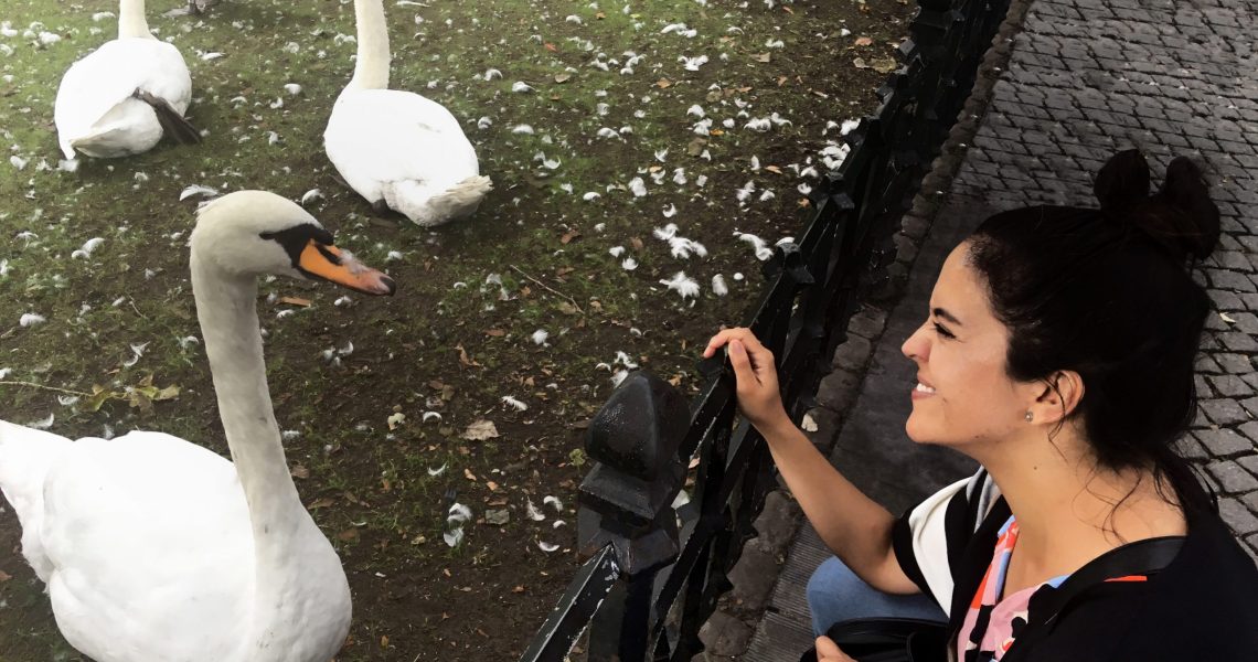 cisne editada